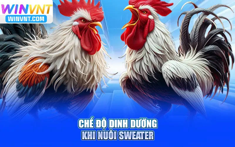 Chế độ dinh dưỡng khi nuôi Sweater
