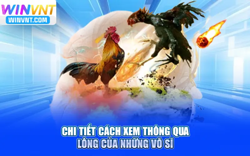 Chi tiết cách xem thông qua lông của những võ sĩ