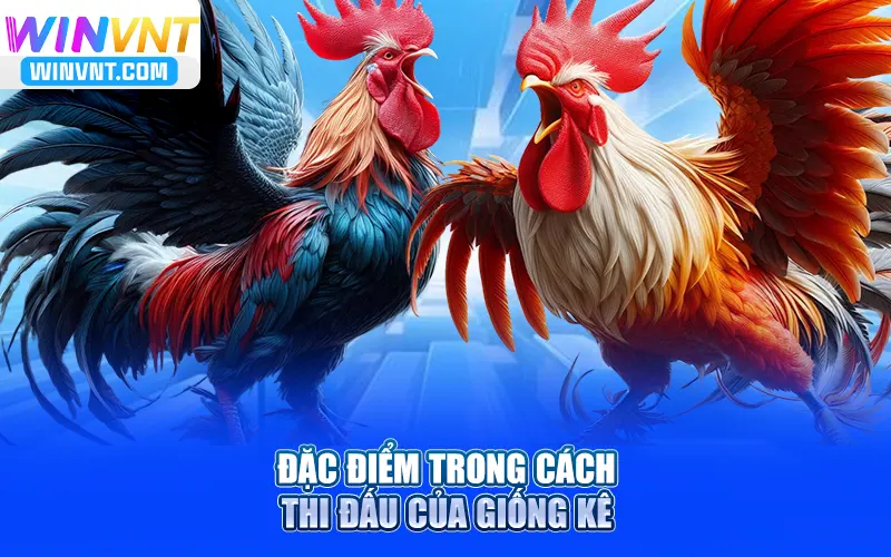 Tìm hiểu Gà Sweater sát thủ đặc điểm trong cách thi đấu của giống kê