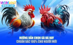 Hướng Dẫn Chọn Gà Đá Hay Chuẩn Xác 100% Cho Người Mới