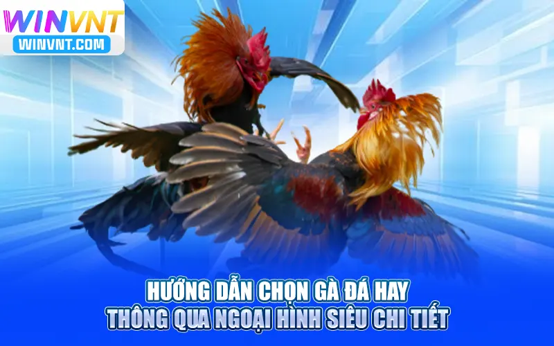 Hướng dẫn chọn gà đá hay thông qua ngoại hình siêu chi tiết