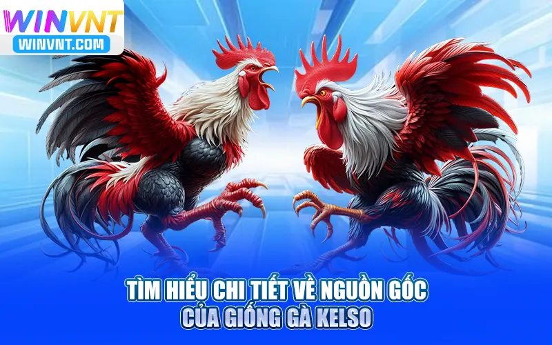 Tìm hiểu Gà Kelso chiến đấu một cách chi tiết