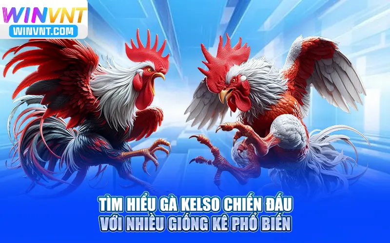Tìm hiểu gà Kelso chiến đấu với nhiều giống kê phổ biến