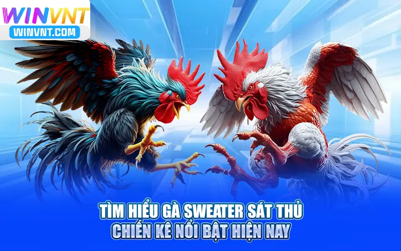 Tìm Hiểu Gà Sweater Sát Thủ - Chiến Kê Nổi Bật Hiện Nay