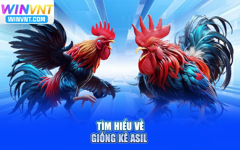 Tìm hiểu về giống kê Asil 